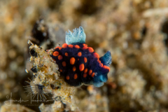 Nembrotha sp. 1 NSSI