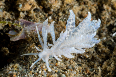 Phyllodesmium crypticum