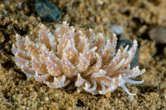 Phyllodesmium crypticum