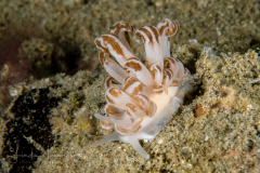 Phyllodesmium jakobsenae