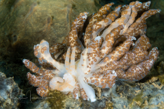 Phyllodesmium longicirrum