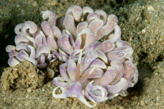 Phyllodesmium magnum