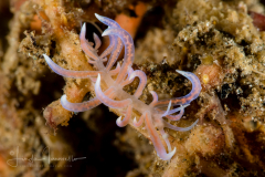 Phyllodesmium poindimiei(Risbec, 1928) ?