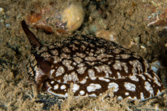 Pleurobranchaea brockii