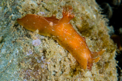 Plocamopherus maculapodium ?