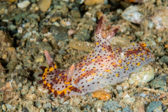 Plocamopherus tilesii