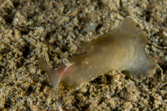 Sea Hare - Aplysia juliana ?