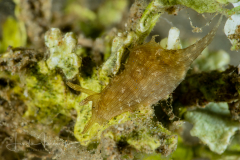 Sea Hare - Stylocheilus striatus