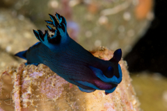 Tambja morosa