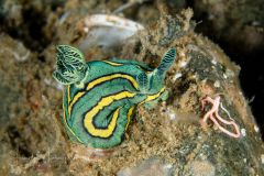 Tambja sp. 7 NSSI