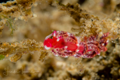 Tenellia (Cuthona) sp. 26 NSSI