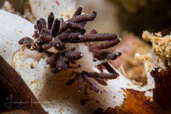 Tenellia melanobrachia