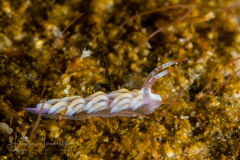 Tenellia sp.