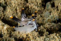 Thecacera picta