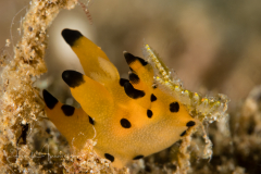 Thecacera sp. 8 NSSI