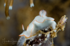 Thorunna furtiva
