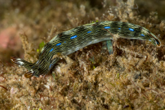 Thuridilla gracilis