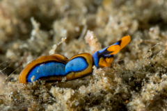 Thuridilla lineolata