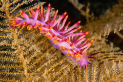 Trinchesia sibogae