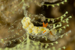 Unknown - Tenellia (Cuthona) sp. 2 NSSI ?