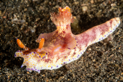 Sea Slug - Ceratosoma gracillimum