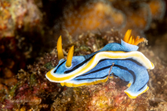 Sea Slug - Chromodoris elisabethina
