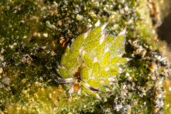 Sea Slug - Costasiella kuroshimae