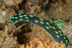 Sea Slug - Nembrotha cristata