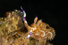 Sea Slug - Pteraeolidia semperi