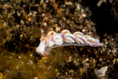 Sea Slug - Tenellia sp. 20 NSSI2