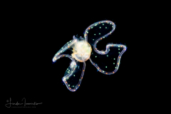 Veliger Larva of a Marine Gastropod - "Sparkles"