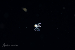 Veliger Larva of a Marine Gastropod - "Sparkles"