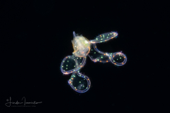 Veliger Larva of a Marine Gastropod - "Sparkles"