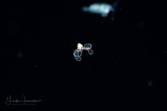 Veliger Larva of a Marine Gastropod - "Sparkles"